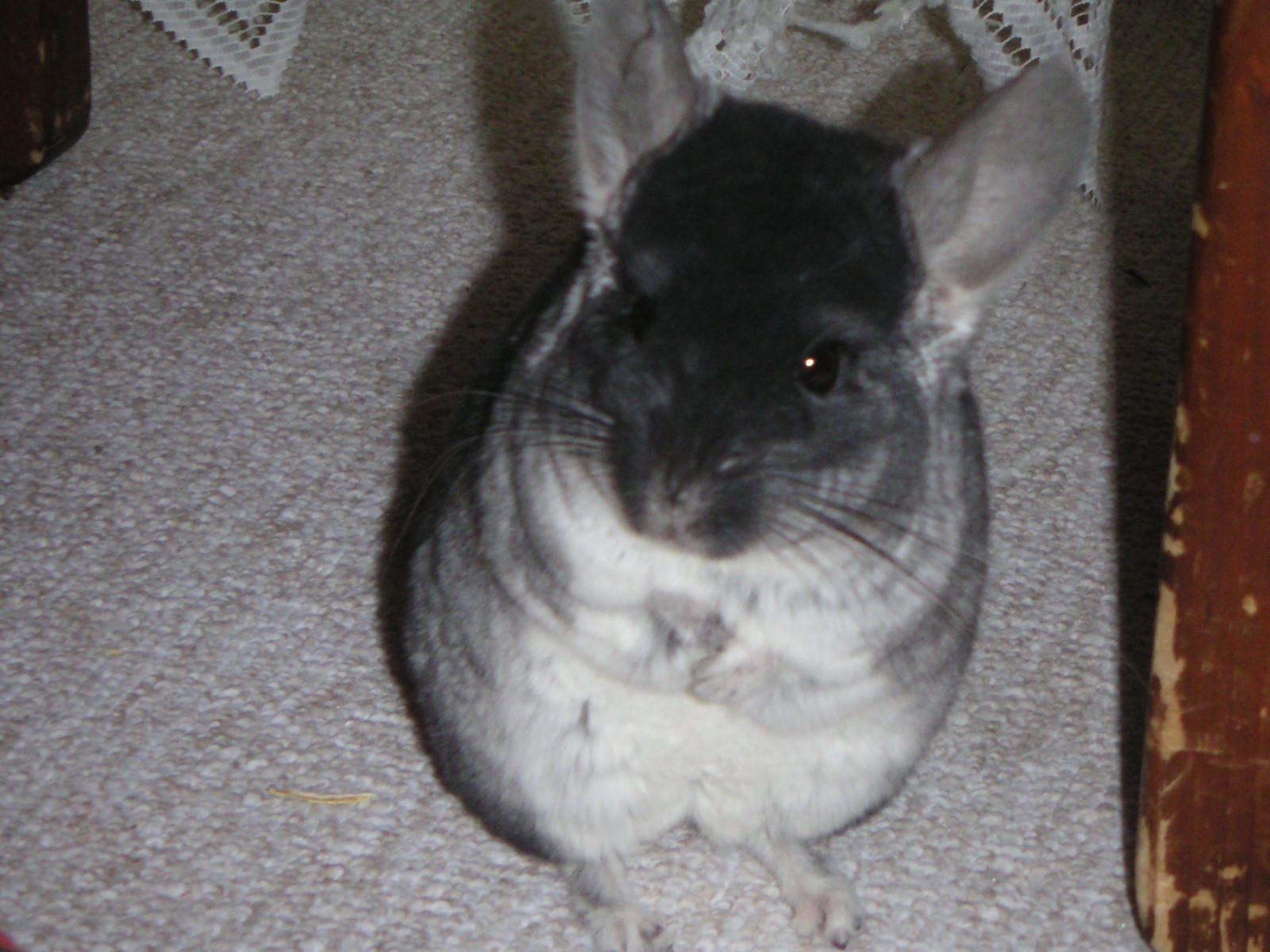 PICT0201.jpg