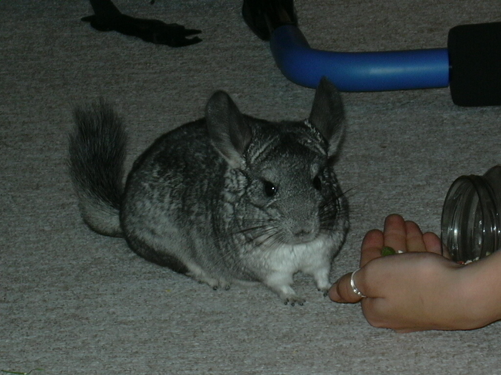 Cincilky ,Baxina a ja s martou 005.jpg